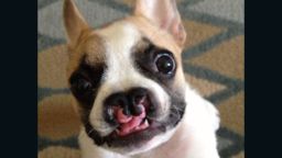 Lentil, a French Bulldog, was born in February with a cleft palate and cleft lip.