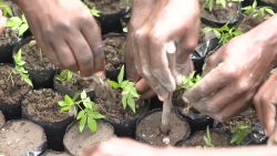 going green haiti planting trees_00005212.jpg