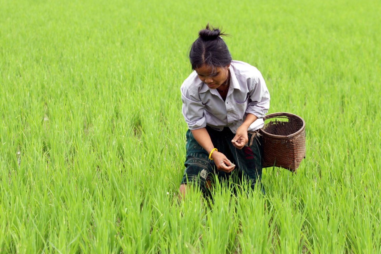 A rice farmer tends the fields in Vietnam. Oxfam cites the country as an 'exceptional model' of what smallholder farming can achieve