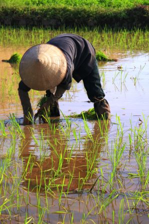 A rice farmer at work in Vietnam, where small scale farming has cut the country's malnutrition rate in half