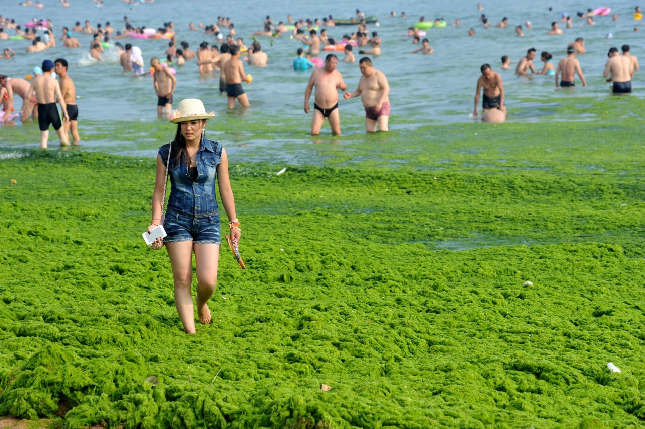 Tourists play at a beach covered by a thick layer of green algae on July 3 in Qingdao.