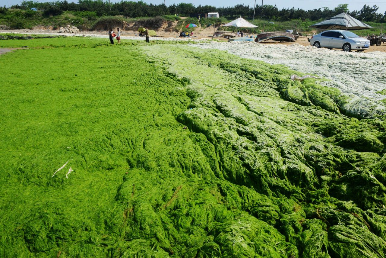For the seventh year in a row, monstrous quantities of green algae have sprouted in the coastal waters near Qingdao.