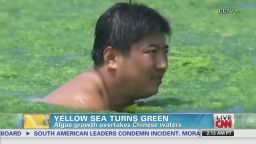 early vo yellow sea turns green algae_00001405.jpg