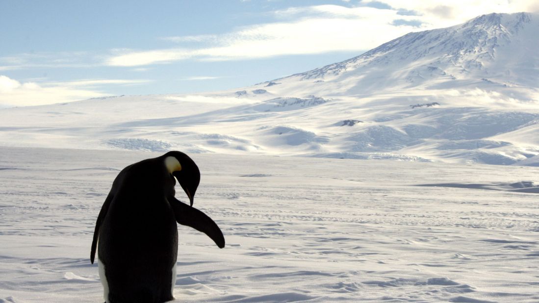 An emperor penguin cleans itself on snow-covered sea ice around the base of Mount Erebus in Antarctica. This volcano is not particularly welcoming to humans, but volcanologist Williams would love to visit.