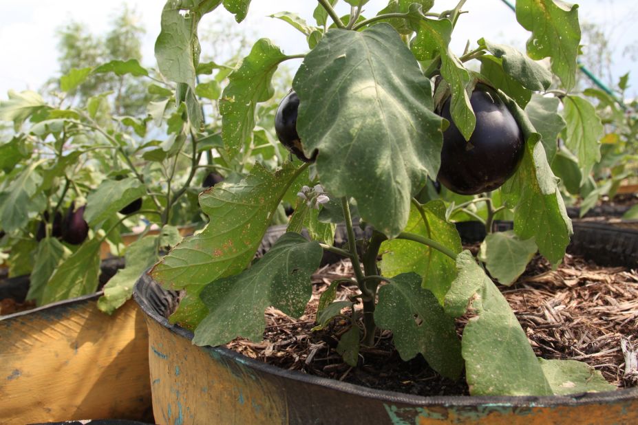 Eggplants are flourishing in Jaden Tap Tap (Garden Tap Tap).