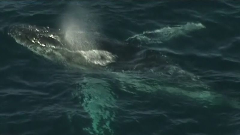 Surfer survives whale drama | CNN