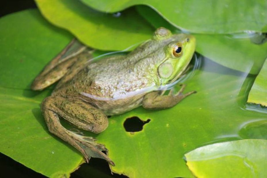 Acadia is home to 11 species of amphibians, including six kinds of frogs. 