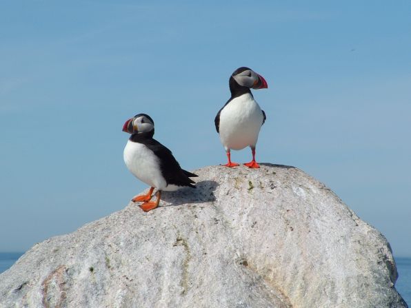 Atlantic Puffins are one of 338 bird species in Acadia National Park.