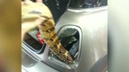 pkg snake stuck in body of car_00010425.jpg