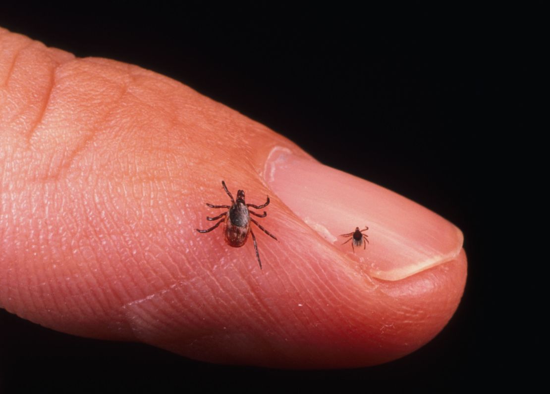 Close up of an Adult Female And Nymph Tick which causes Lyme Disease.