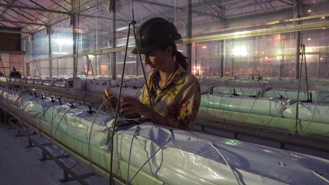 Virginia Corless, the science and development manager, working in the greenhouse. She says Qatar's environment acts as a harsh testing ground for the technologies.