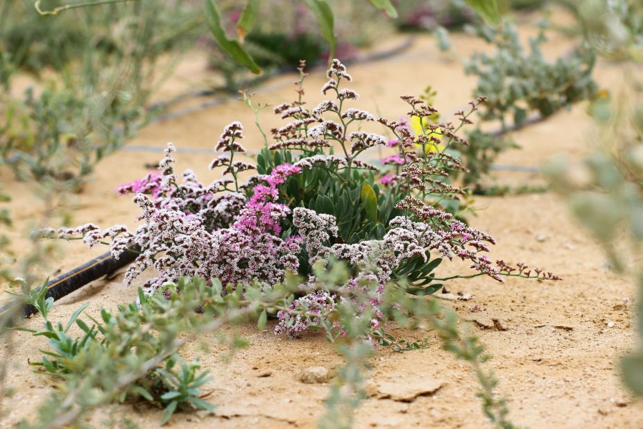 The violet plant, Limonium axillare, takes salt up from the soil and excretes it through its leaves, a process that could be used to desalinate soil.