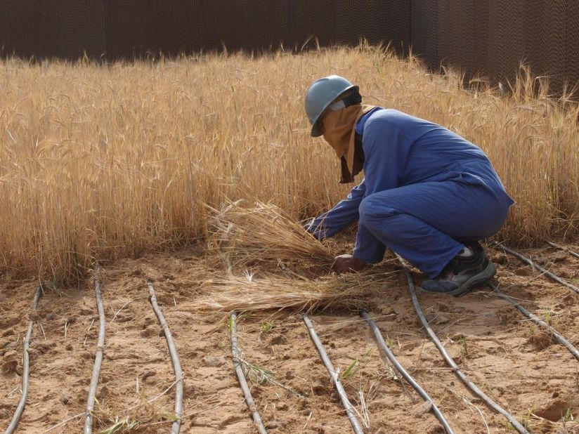 A worker collects the first barley harvested at the facility. 