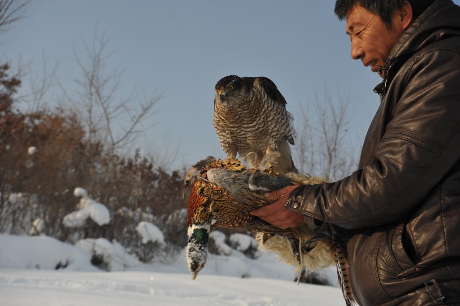 Once a form of entertainment for royals, raising falcons is considered by China's Manchu people to be a show of bravery and man's conquest over nature.