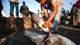 An Indonesian fisherman cuts off a shark's fin on March 7. About 100 million sharks are killed each year, mostly for their fins.