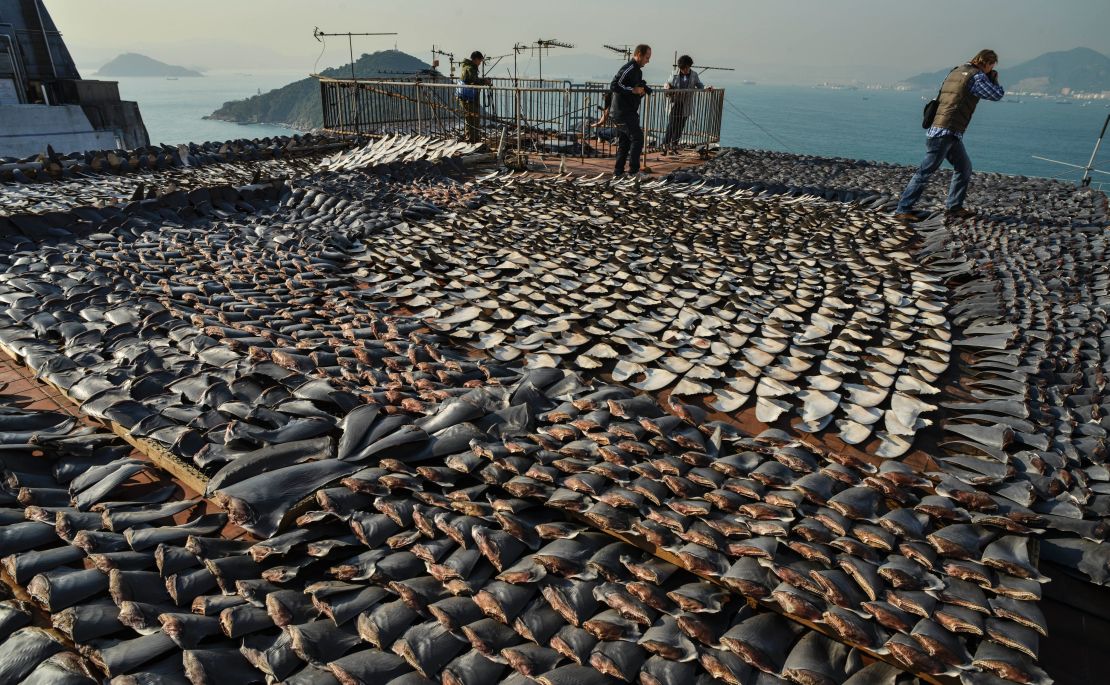 Shark fins dry in the sun on the roof of a factor in Hong Kong, one of the world's biggest markets for shark fins.