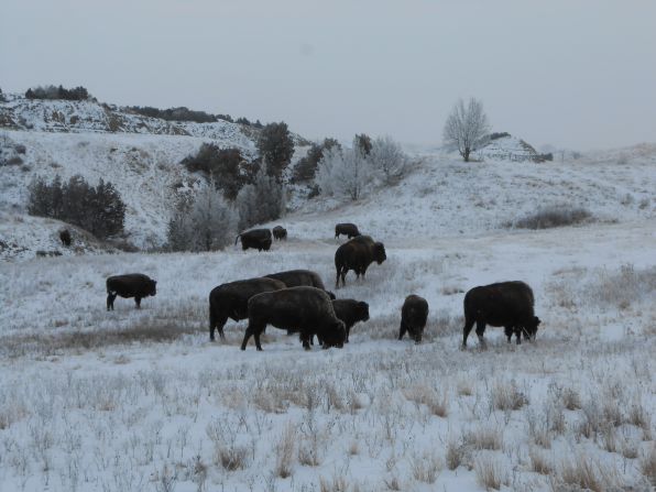 Bison often appear docile and calm but are dangerous wild animals, says Naylor.