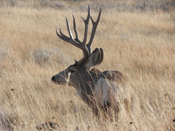 Mule deer differ from white-tailed deer in that they have lighter hindquarters, black-tipped tails, larger ears and larger antlers.