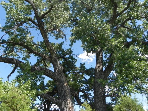 The cottonwood trees around Elkhorn Ranch date from the time Roosevelt lived in the area that is now part of the park.