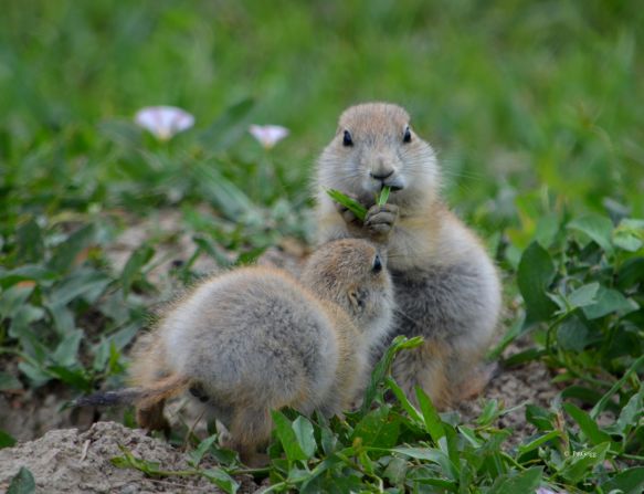 The prairie dog town in the South Unit is a great place to view wildlife, says Naylor.