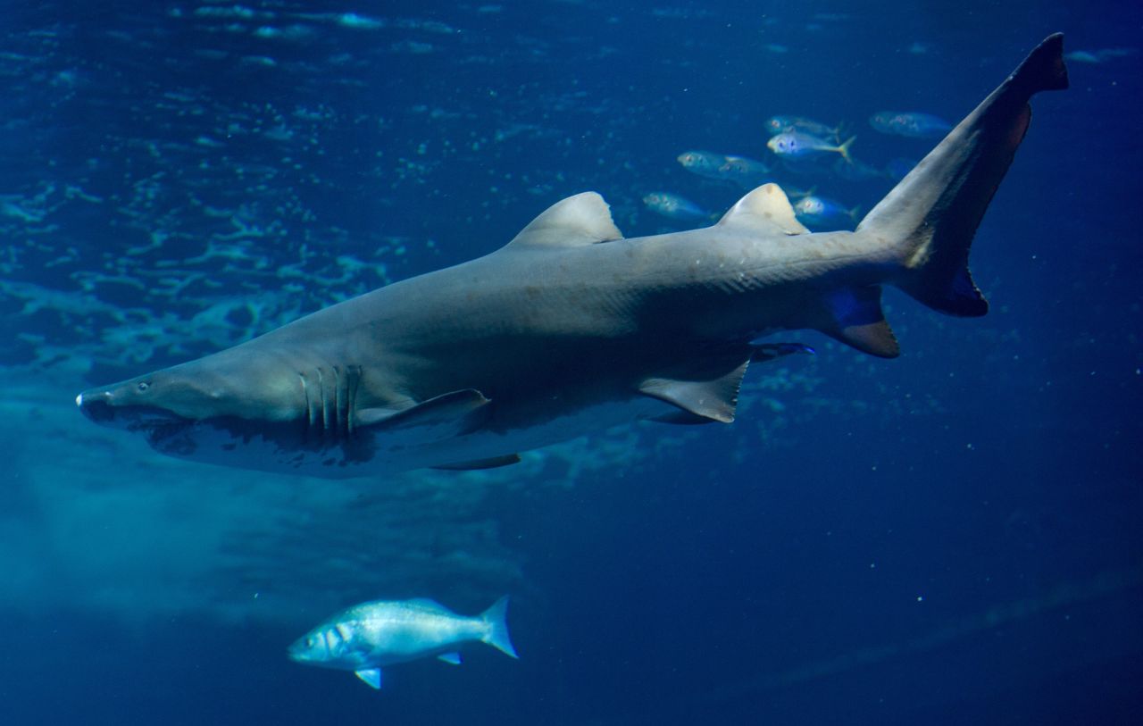 Shark skin could help reduce the number of urinary tract infections that plague around a quarter of all patients who use urinary catheters for a week or more. 