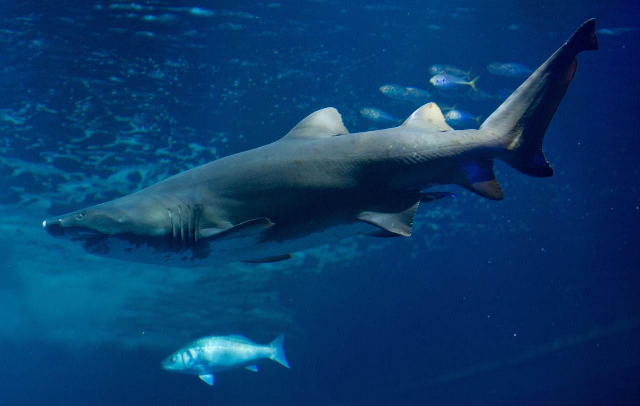 Shark skin could help reduce the number of urinary tract infections that plague around a quarter of all patients who use urinary catheters for a week or more.