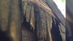 dnt 60,000 Honeybees infest NJ home_00000212.jpg