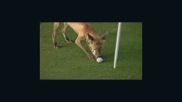 vo.fox.steals.golfballs_cms2.jpg