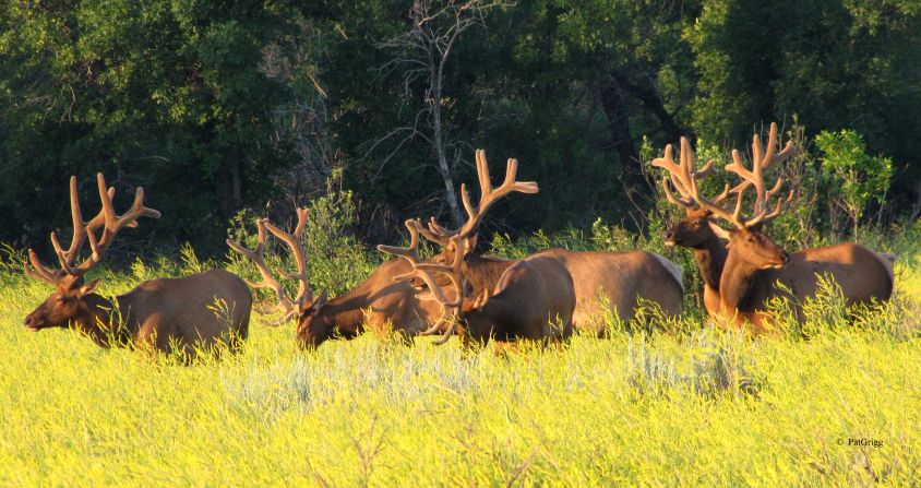 Elk are a common sight in the park's 70,000-plus acres.