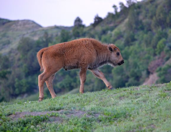 Bison calf have red coats when they are born but slowly turn brown as they age, says Naylor.