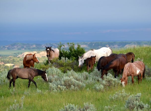 Feral horses roam the park's South Unit. The best times to observe wildlife are in the early morning and late evening.