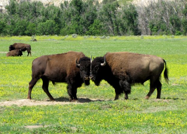 Bison were on the brink of extinction in 1883 when future President Theodore Roosevelt came to North Dakota on a hunting expedition.