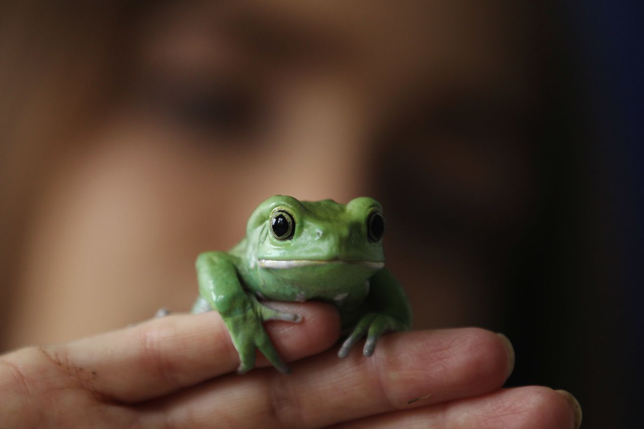 The Waxy Monkey frog's venom could control blood vessel growth, known as angiogenesis, which may be useful in starving cancer cells.