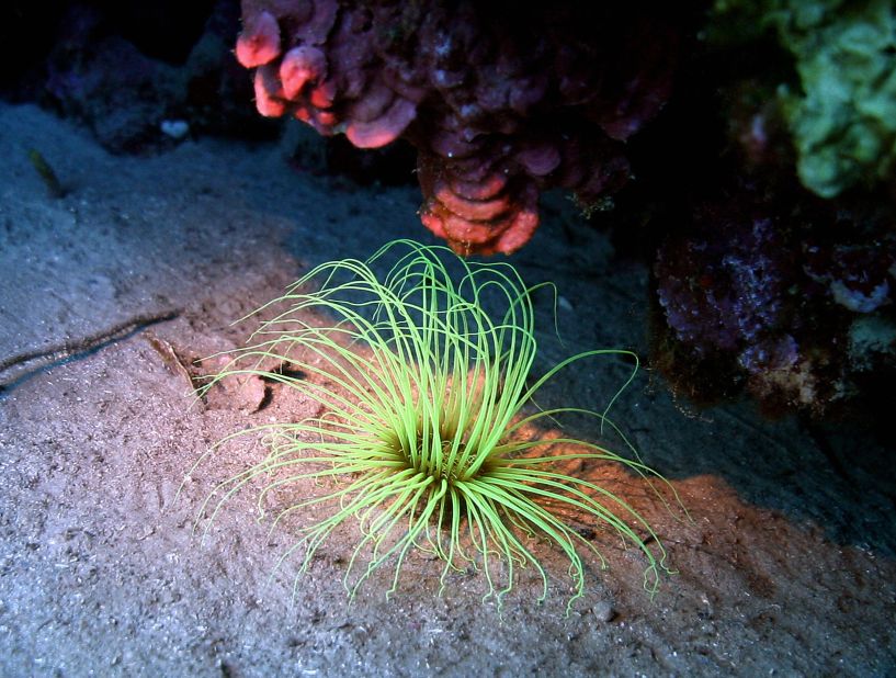 The toxin anemones release to discourage predators contains a compound that affects certain potassium channels in the body. Antibodies that bind to these channels may be responsible for some autoimmune conditions and targeting just this defect may provide a more effective treatment. 