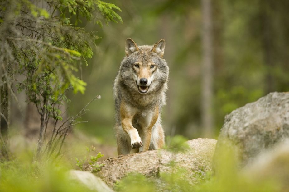 Don't fret, the forest's resident wolves are shy, the lodge's owner says.