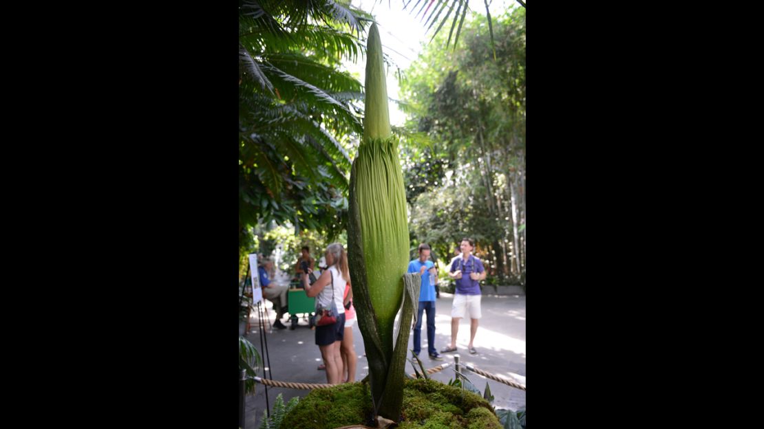 Corpse Flowers  United States Botanic Garden