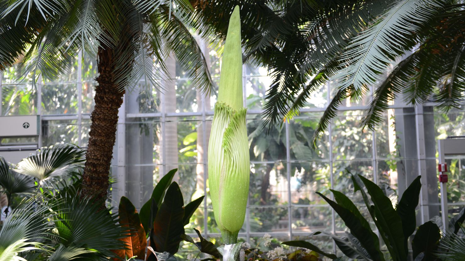 The U.S. Botanic Garden's corpse flower (titan arum) looks better than it smells. The plant is expected to bloom this week.