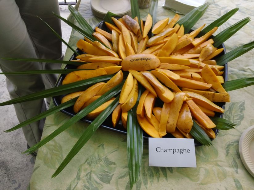 Mexico's Champagne mango -- thick, buttery flesh and a thin pit. It's one of the stars at the International Mango Festival held at the Fairchild Tropical Botanic Garden in Miami, each July. 