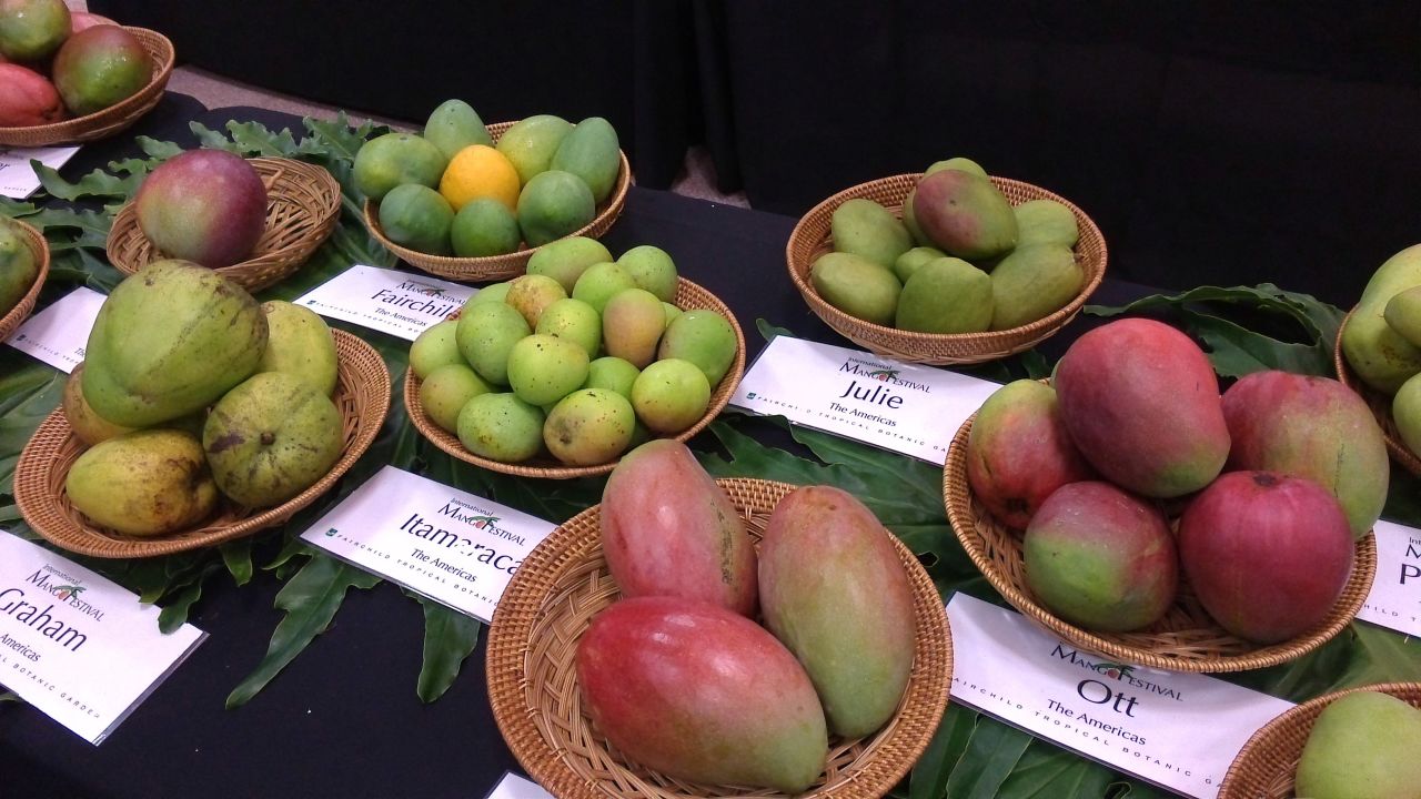 There are an estimated one thousand mango varieties, but only 20 are traded internationally and most mangoes available at retail belong to one of six common varieties.