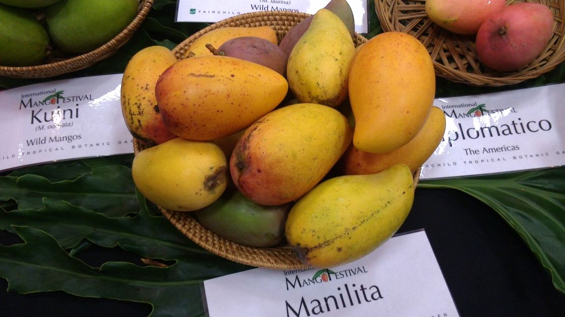 The Manilita -- a fiber-less, sweet mango and a common favorite.