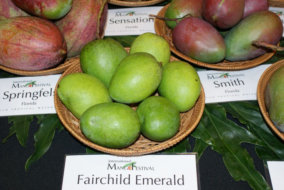 Fairchild mangoes were named after David Fairchild, who introduced mangoes into the United States from India in the early 1900s. After much deliberation, our writer decided they were her favorite variety.