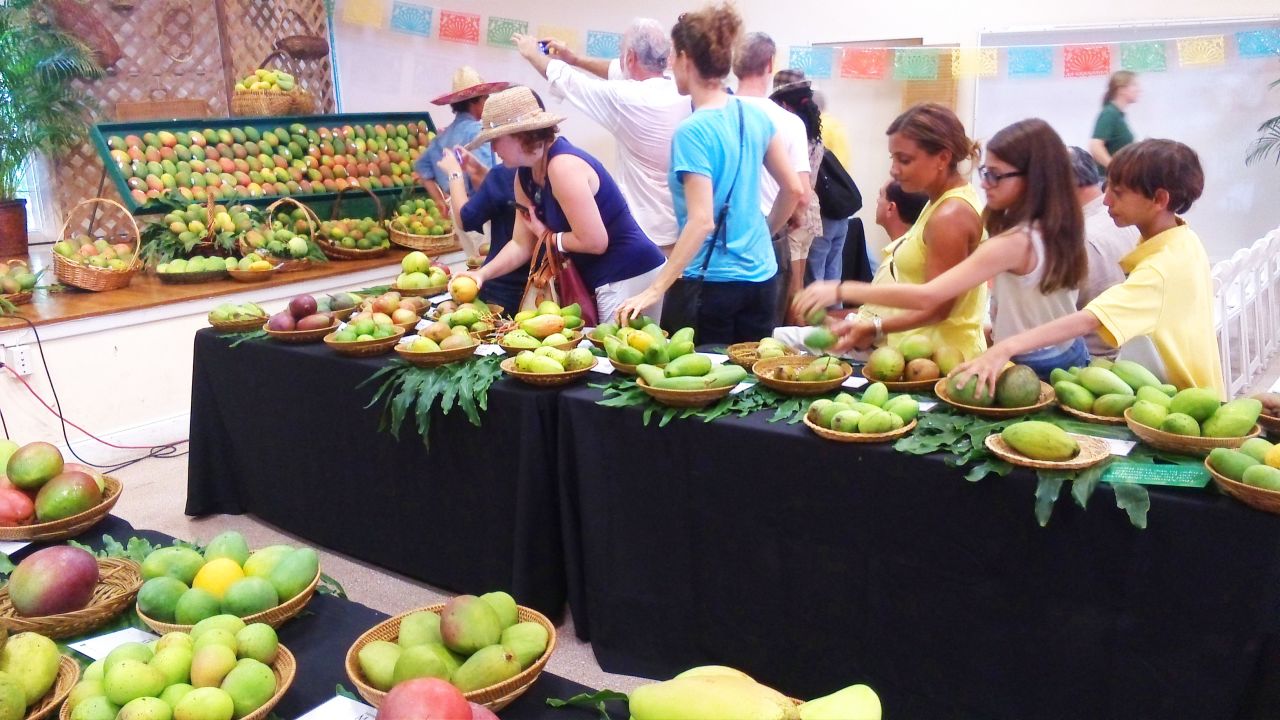 International Mango Festival, Miami -- where people double their annual mango consumption in one sickly afternoon.