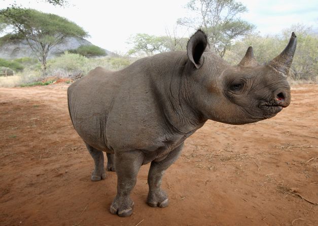 To deal with the crisis, South Africa requested permission to launch a once-off legal sale of its stockpiled rhino horn in the hope of quelling poaching.