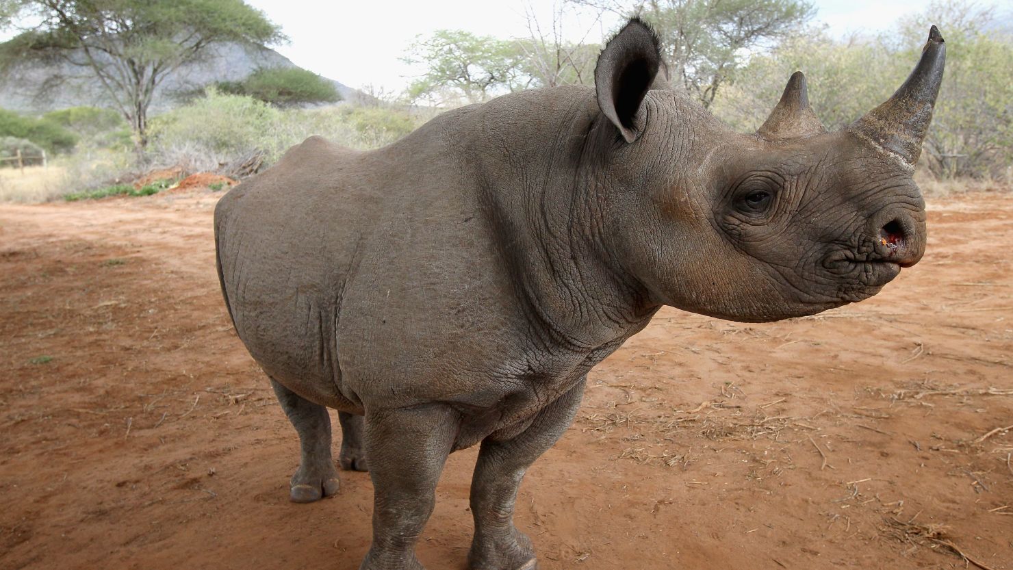Kenya hopes that implanting microchips in every rhino nationwide will put an end to poaching.
