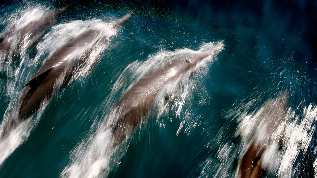Common dolphins, which travel in a pod, surf the wake of a boat near Long Beach, California. 
	
