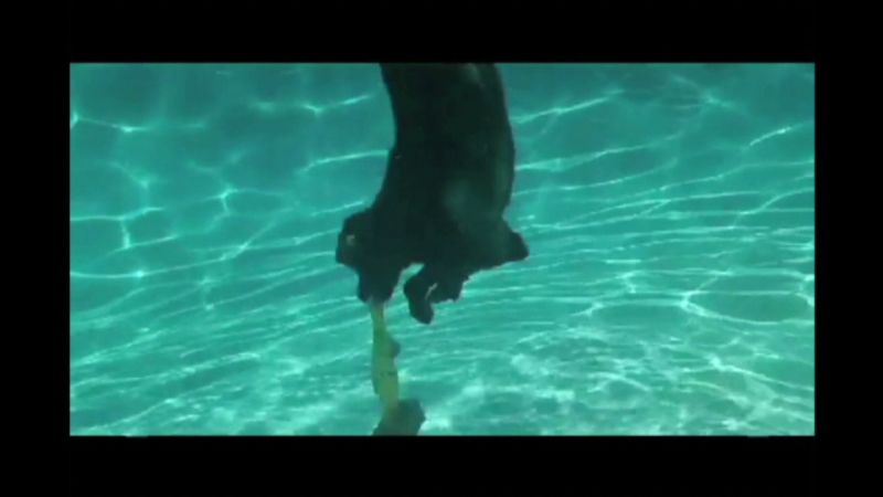 dogs playing fetch underwater