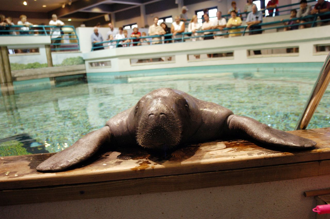 Pese a que la mayoría de los manatíes de Florida viven unos ocho años, Snooty acaba de cumplir 65. El Museo del Sur de Florida homenajeó a su residente más longevo con un festival el pasado 20 de julio.