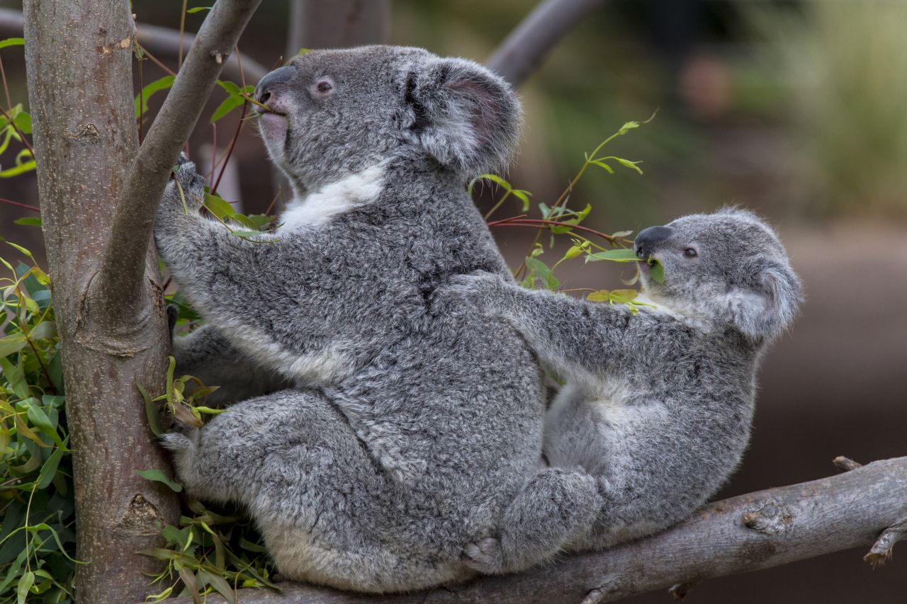 Líder en el movimiento de conservación de los koalas, el Zoológico de San Diego tiene la mayor colonia reproductiva de koalas Queensland fuera de Australia.