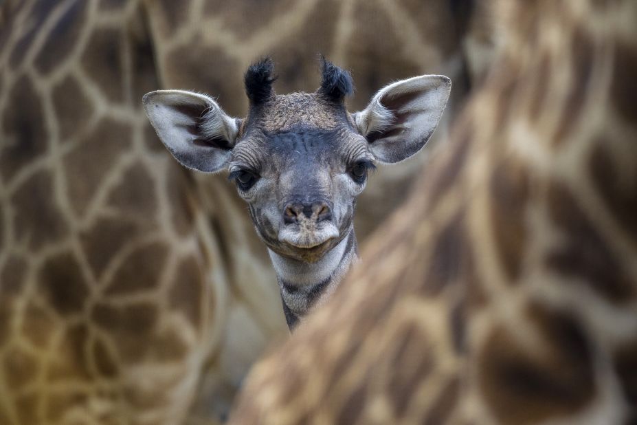 Penelope the giraffe was born at the San Diego Zoo in May 2013, and she was held in a restricted "playpen" until joining the herd about one week later. About 6 feet tall at birth, Penelope is a Masai giraffe. The species is native to Africa and is threatened in some areas. 