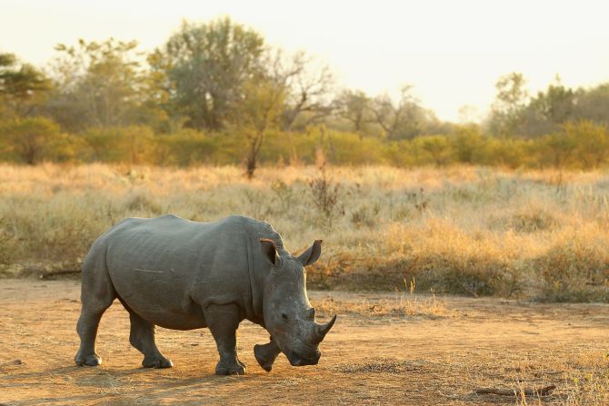 Rhinos have been under attack in recent years by rampant poaching. Highly equipped criminal syndicates target their horns, which are highly coveted in southeast Asia for their supposed healing powers.